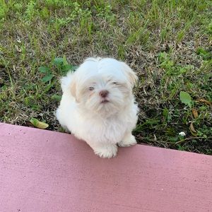 Meet your Posher, Damaris